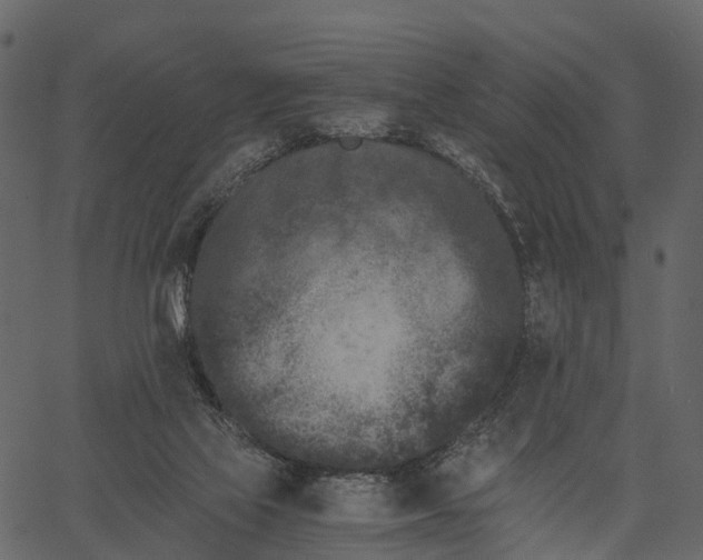 X0000062630069200601111110