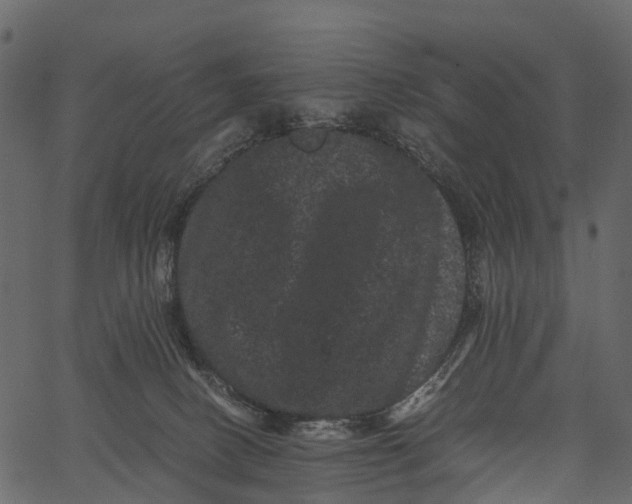 X0000062630082200601111111