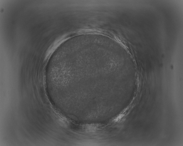 X0000062630103200601111110