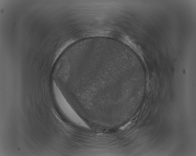 X0000062630107200601111110