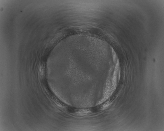 X0000062630129200601111110