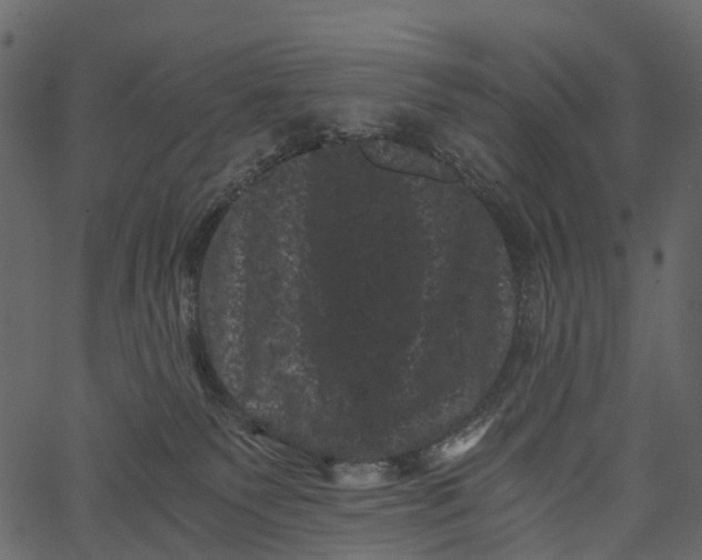 X0000062630135200601111110