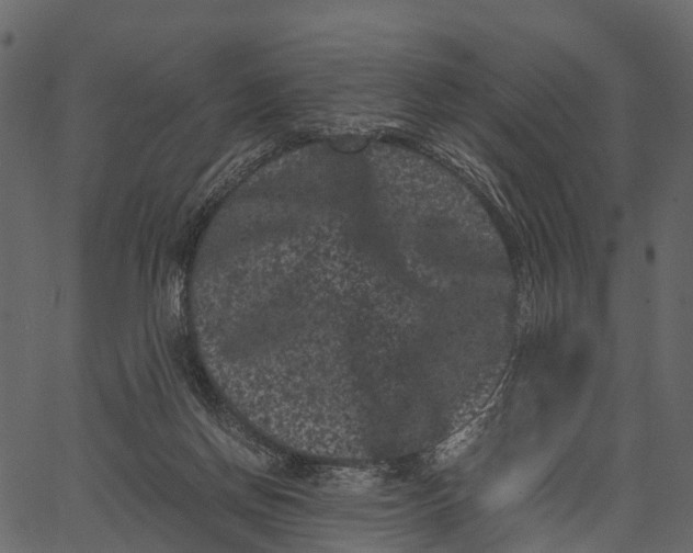 X0000062630166200601111109