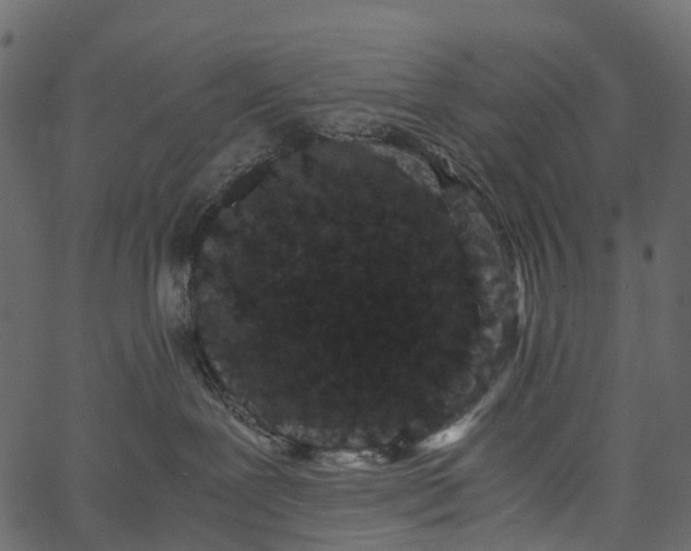 X0000062630239200601111108