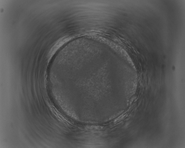 X0000062630242200601111107