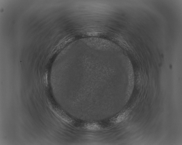 X0000062630262200601111107