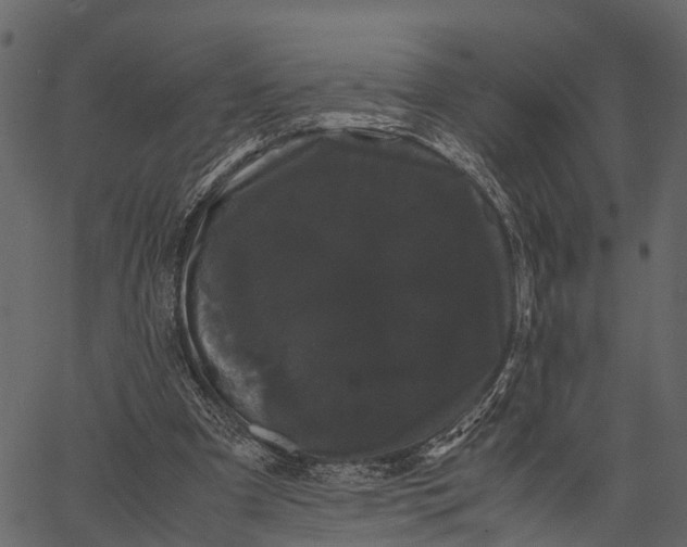 X0000062630297200601111107