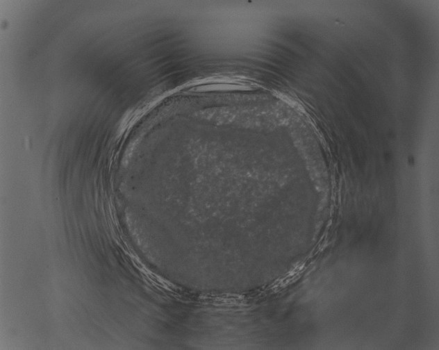 X0000062630337200601111105