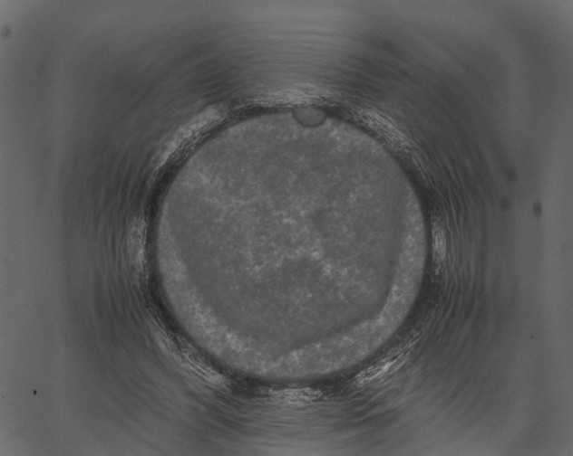 X0000062630396200601111105