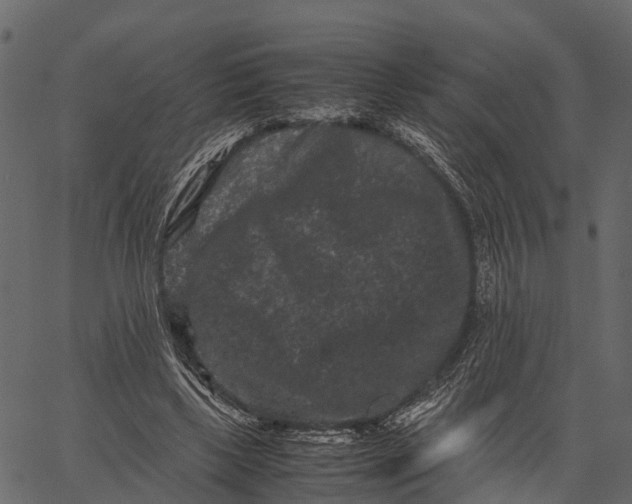 X0000062630443200601111104