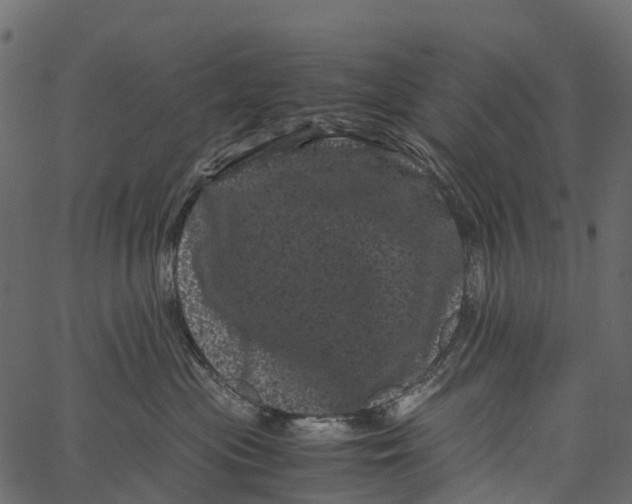 X0000062630477200601111105