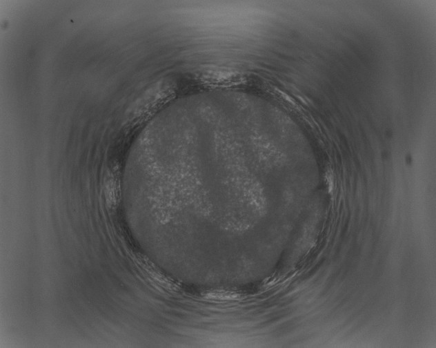 X0000062630515200601111103