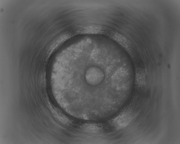 X0000062630534200601111102