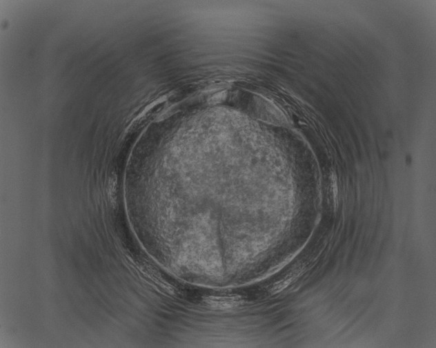 X0000062630556200601111103