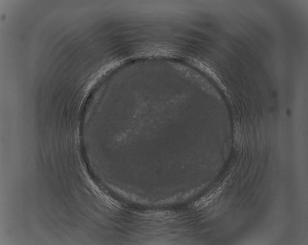 X0000062630629200601111101