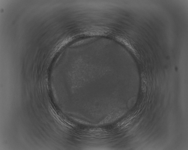 X0000062630631200601111101