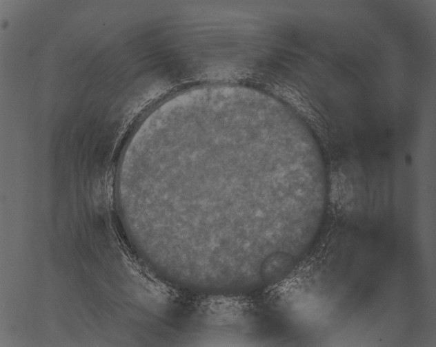 X0000062630632200601111101