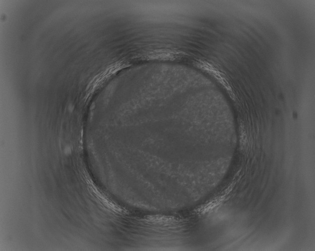 X0000062630633200601111101