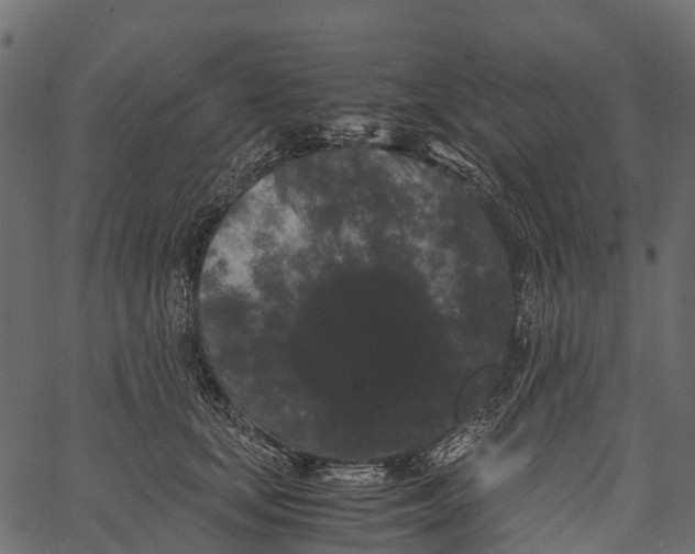 X0000062630659200601111101