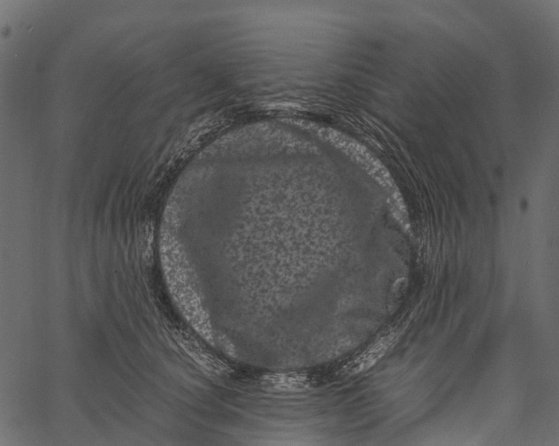 X0000062630660200601111101