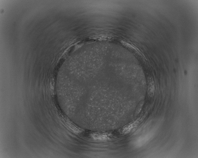 X0000062630661200601111101