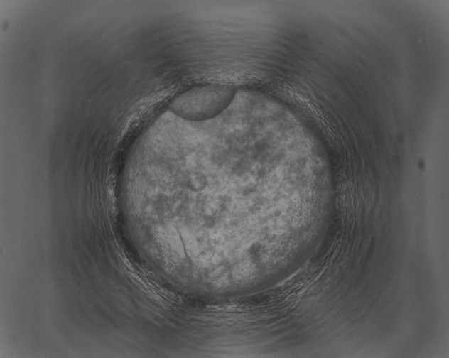 X0000062630688200601111100