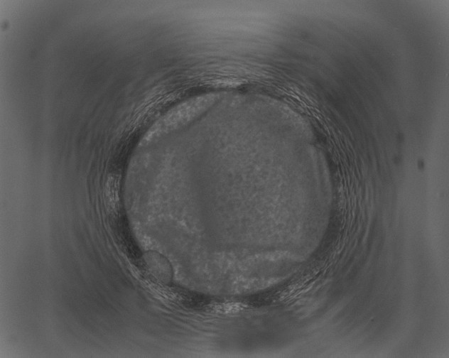 X0000062630695200601111100