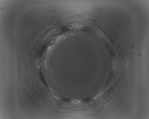 X0000062630701200601111100