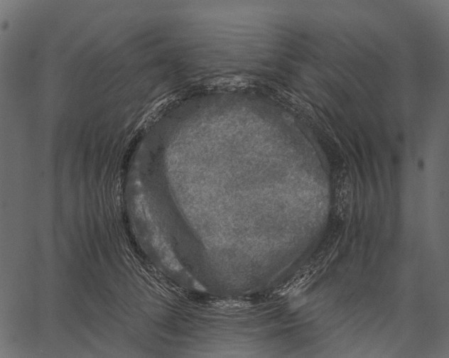 X0000062630708200601111100