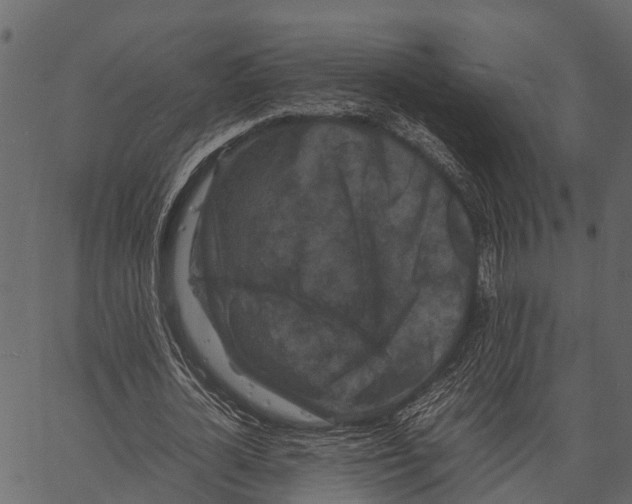 X0000062630724200601111059