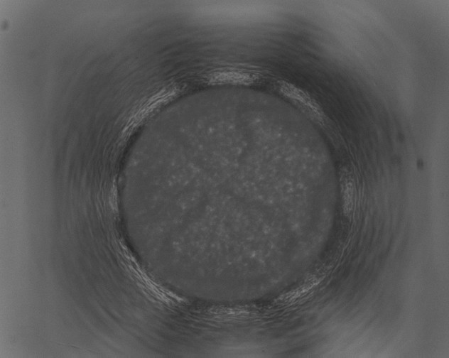 X0000062630729200601111059