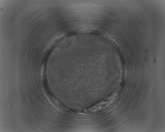 X0000062630742200601111059