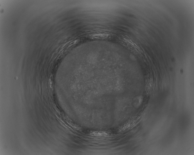 X0000062630749200601111059