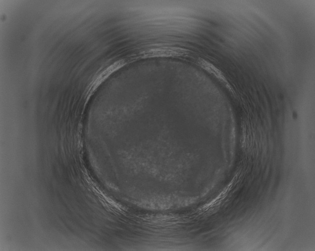 X0000062630786200601111059