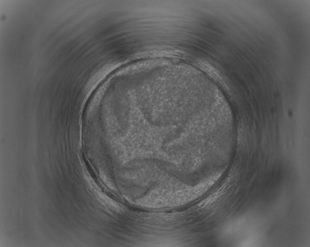 X0000062630844200601111058