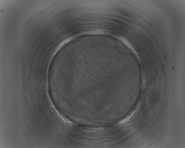 X0000062630845200601111058