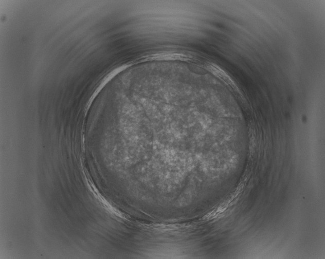 X0000062630852200601111058