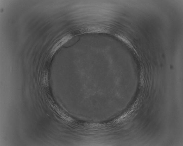 X0000062630873200601111057