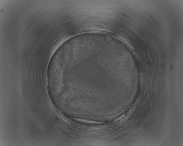 X0000062630891200601111057