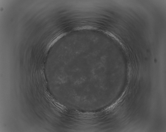 X0000062630921200601111056