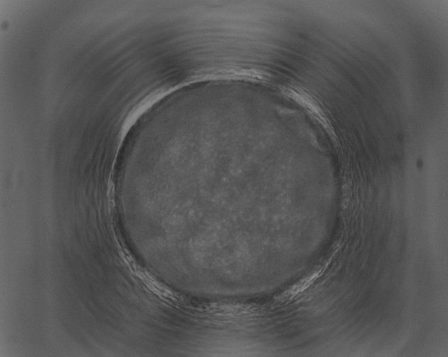 X0000062630928200601111056