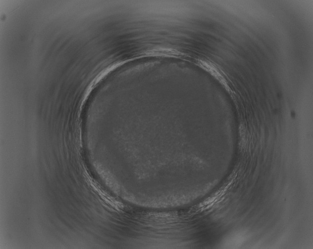 X0000062630931200601111056