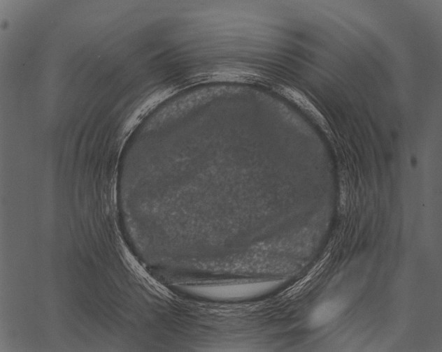 X0000062630938200601111056