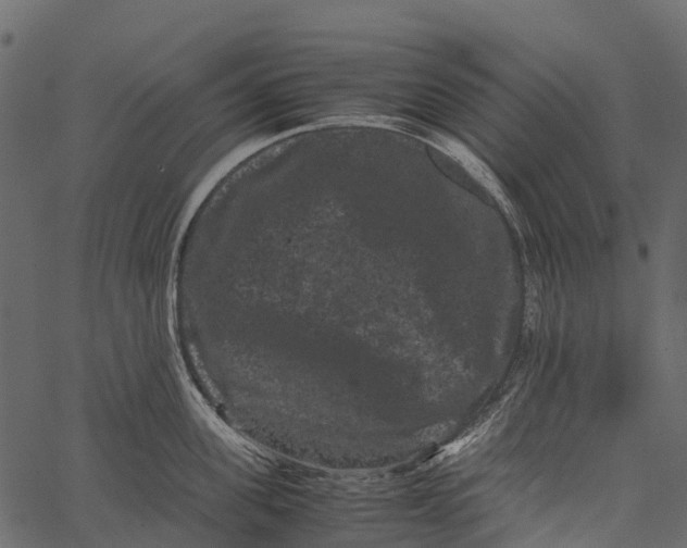 X0000062630955200601111056