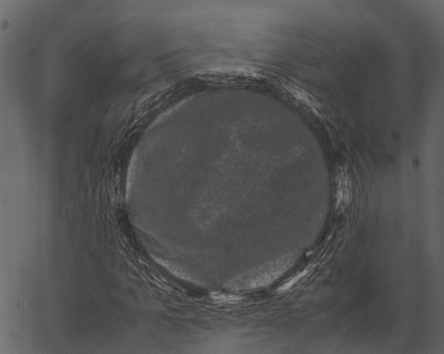 X0000062630965200601111056