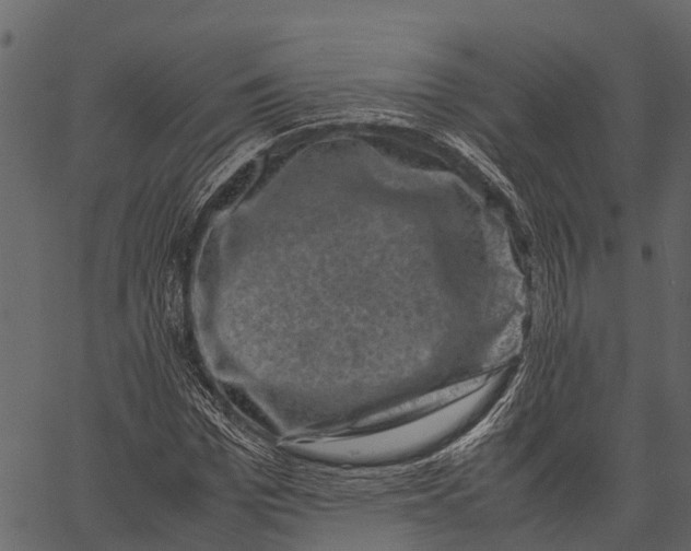 X0000062630969200601111056