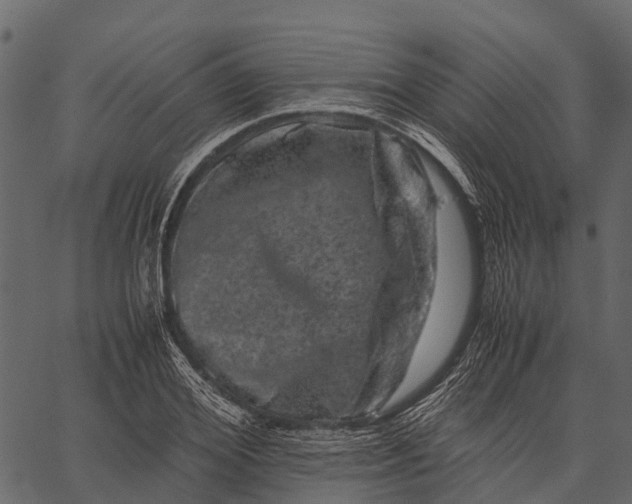 X0000062630980200601111055