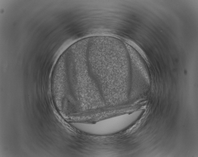 X0000062631004200601111055