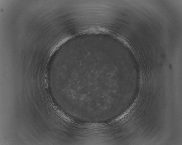 X0000062631018200601111054