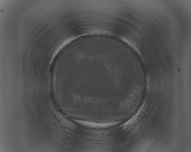 X0000062631021200601111054